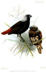 Lonchura hunsteini (originally labelled Donacicola hunsteini)