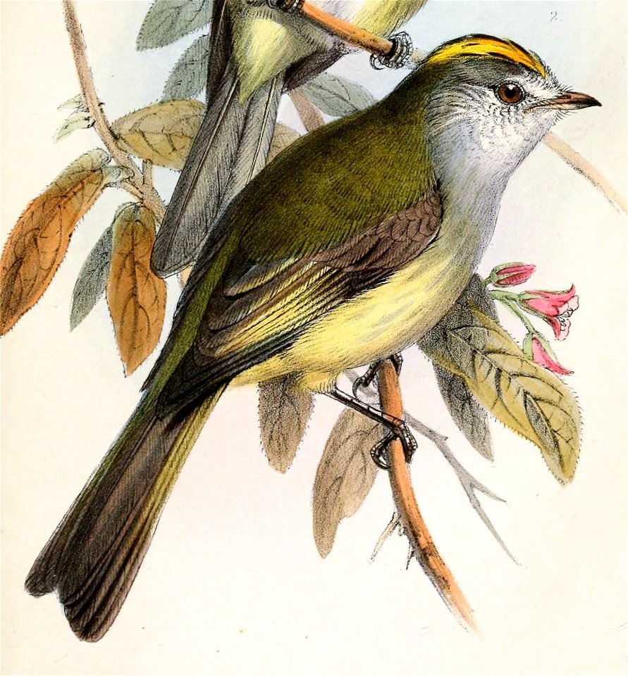 English:  « Elainia placens » = Myiopagis subplacens (Pacific Elaenia)Français :  « Elainia placens » = Myiopagis subplacens (Élénie striée)