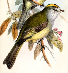 English:  « Elainia placens » = Myiopagis subplacens (Pacific Elaenia)Français :  « Elainia placens » = Myiopagis subplacens (Élénie striée)