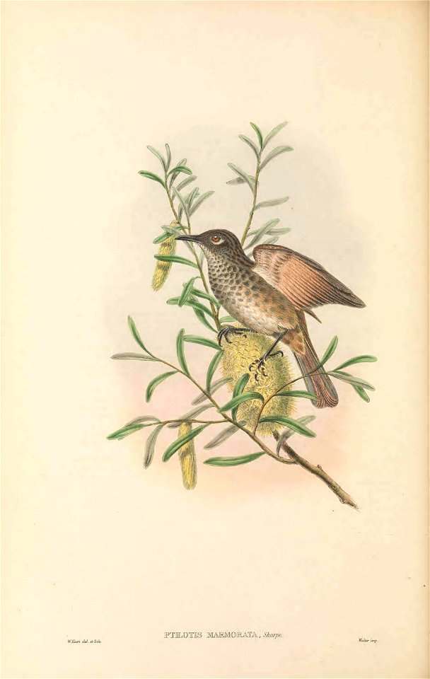 Ptilotis marmorata (=Pycnopygius cinereus marmoratus) in The birds of New Guinea and the adjacent Papuan islands, including many new species recently discovered in Australia. v.3 (Plate 48).
