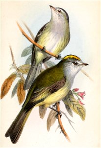 English:  
« Elainia vilissima » = Zimmerius vilissimus (Paltry Tyrannulet)
« Elainia placens » = Myiopagis subplacens (Pacific Elaenia)Français :  
«&#160