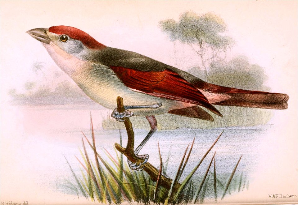 English:  « Diaphorophia blissetti » = Platysteira blissetti (Red-cheeked Wattle-eye)Français :  « Diaphorophia blissetti » = Platysteira blissetti (Pririt