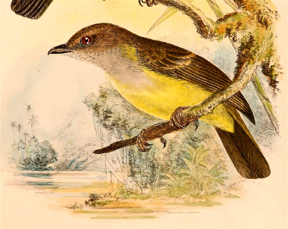 « Pachycephala sulfuriventer » = Pachycephala sulfuriventer (Sulphur-vented Whistler)