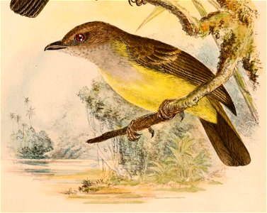 « Pachycephala sulfuriventer » = Pachycephala sulfuriventer (Sulphur-vented Whistler)