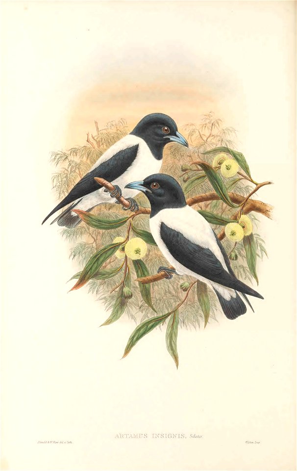 Artamus insignis in The birds of New Guinea and the adjacent Papuan islands, including many new species recently discovered in Australia. v.4. (Plate 20)