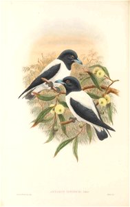 Artamus insignis in The birds of New Guinea and the adjacent Papuan islands, including many new species recently discovered in Australia. v.4. (Plate 20)