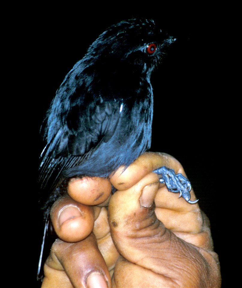 White-shouldered Antshrike (Thamnophilus aethiops). Male from Cordillera del Cóndor, Ecuador.