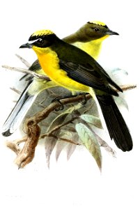 Setophaga flavivertex = Myioborus flavivertex