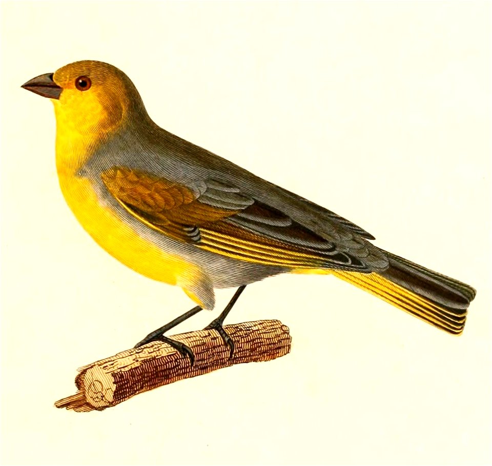 English:  « Emberiza luteocephala » = Sicalis luteocephala (Citron-headed Yellow Finch)Français :  « Emberiza luteocephala » = Sicalis luteocephala (Sicale