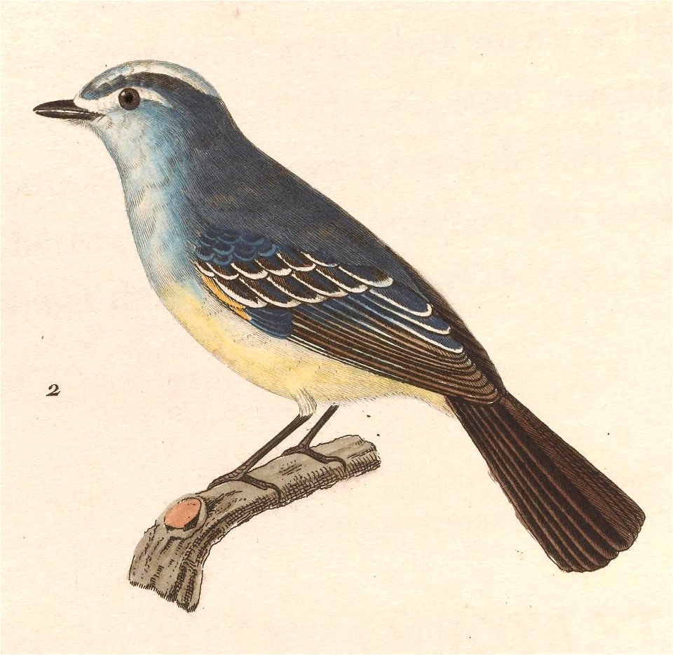 English:  « Muscicapa straminea » = Serpophaga subcristata (White-crested Tyrannulet) - maleFrançais :  « Muscicapa straminea » = Serpophaga subcristata (T