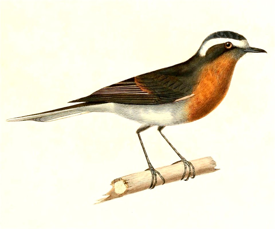 English:  « Fluvicola rufipectoralis » = Ochthoeca rufipectoralis (Rufous-breasted Chat-Tyrant)Français :  « Fluvicola rufipectoralis » = Ochthoeca rufipec