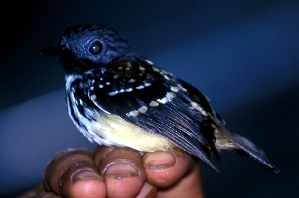 Spot-backed Antbird (Hylophylax naevia) from Ecuador