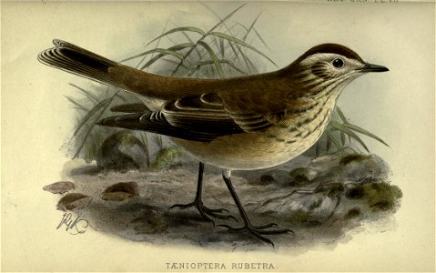Argentine ornithology. A descriptive catalogue of the birds of the Argentine Republic. By P. L. Sclater ... With notes on their habits by W. H. Hudson ...