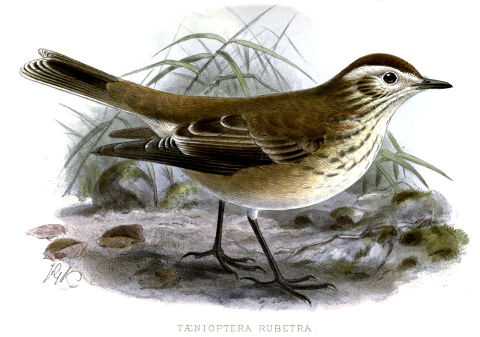 Xolmis rubetra