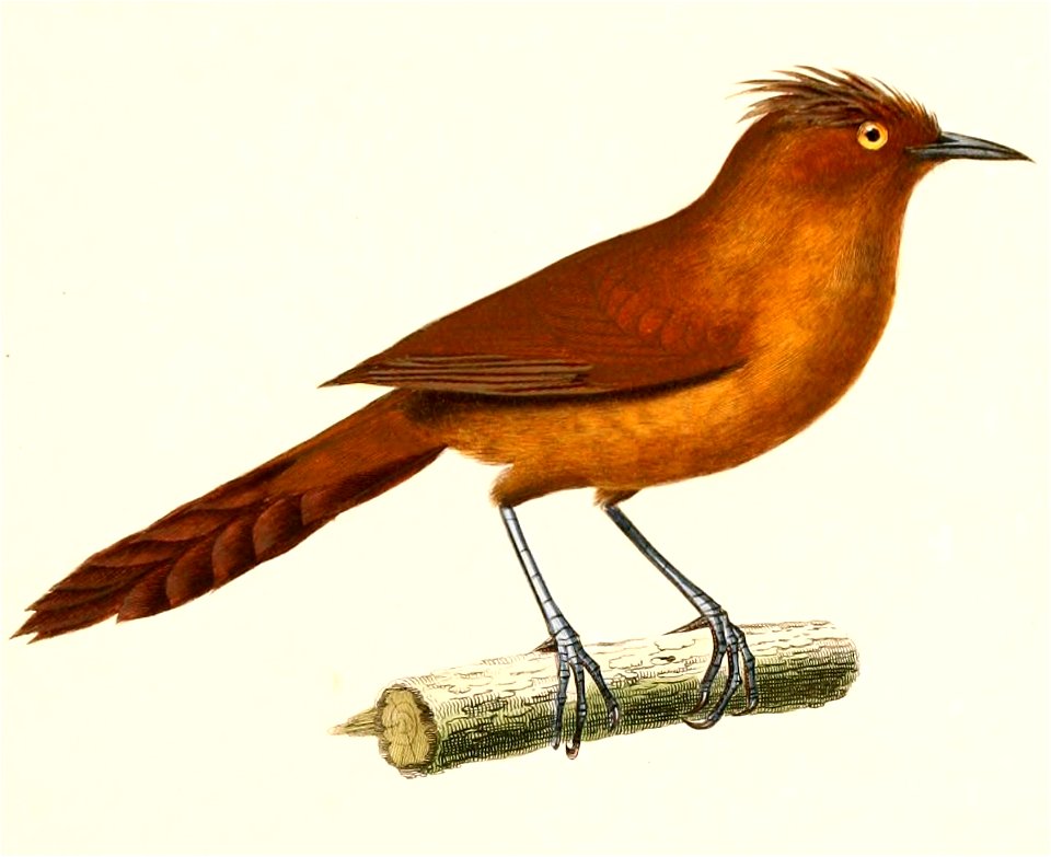 English:  « Anumbius unirufus » = Pseudoseisura unirufa (Grey-crested Cacholote)Français :  « Anumbius unirufus » = Pseudoseisura unirufa (Cacholote uni)