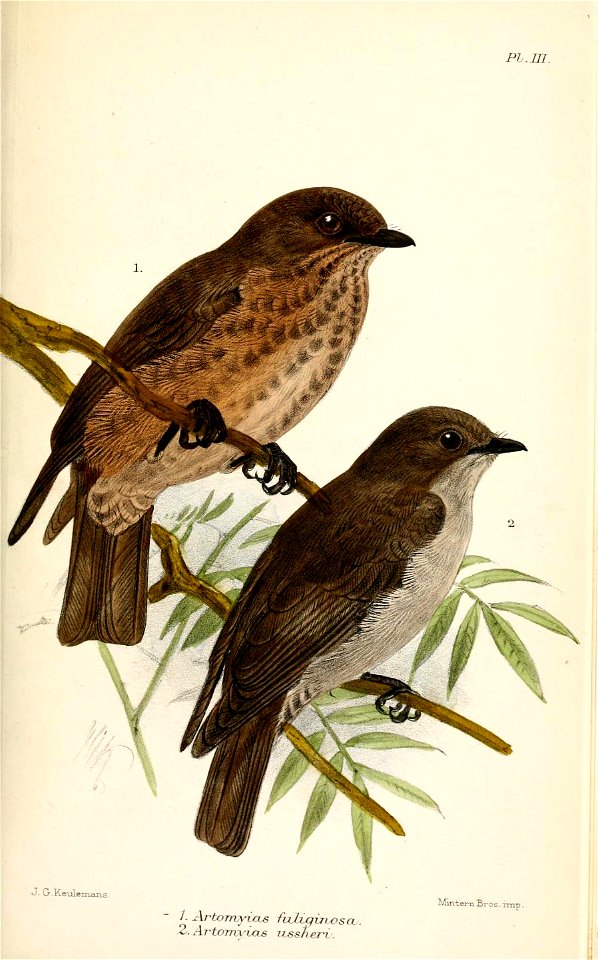 Artomyias fuliginosa = Muscicapa infuscata  (top); and Artomyias ussheri = Muscicapa ussheri Ussher's Flycatcher (bottom)
