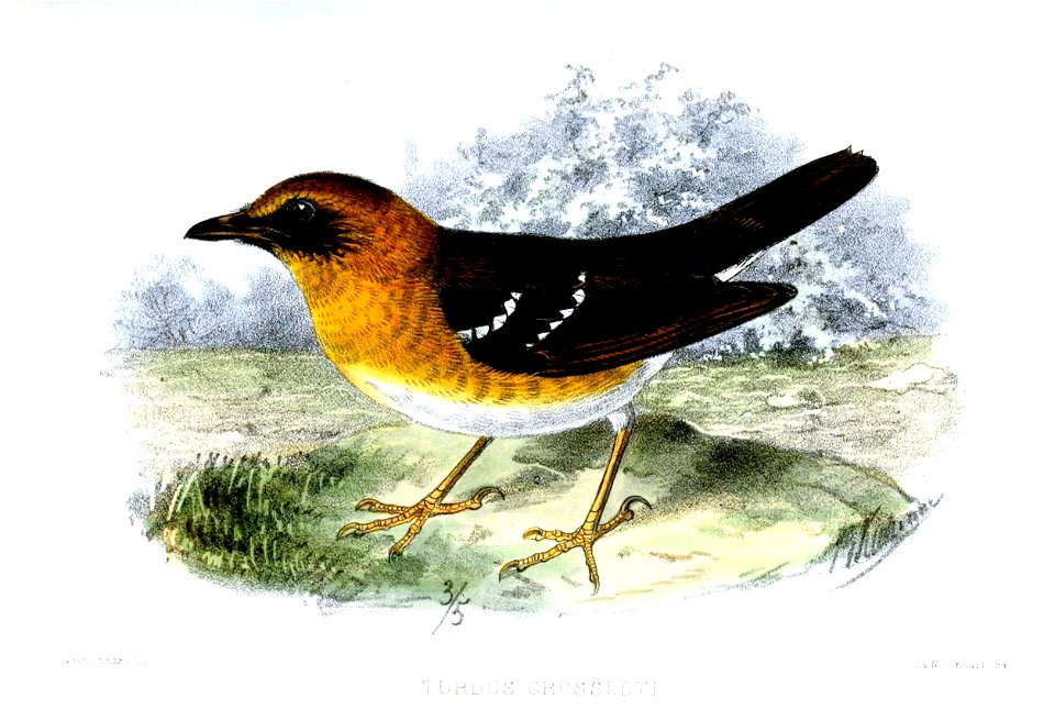Crossley's Ground-thrush, adult