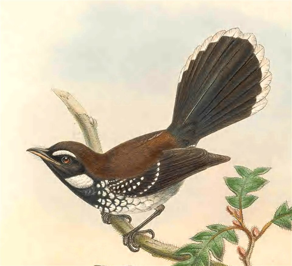 Rhipidura leucothorax - The birds of New Guinea and the adjacent Papuan islands : including many new species recently discovered in Australia. v.2 (Plate 27).
