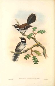 Rhipidura leucothorax - The birds of New Guinea and the adjacent Papuan islands : including many new species recently discovered in Australia. v.2 (Plate 27).