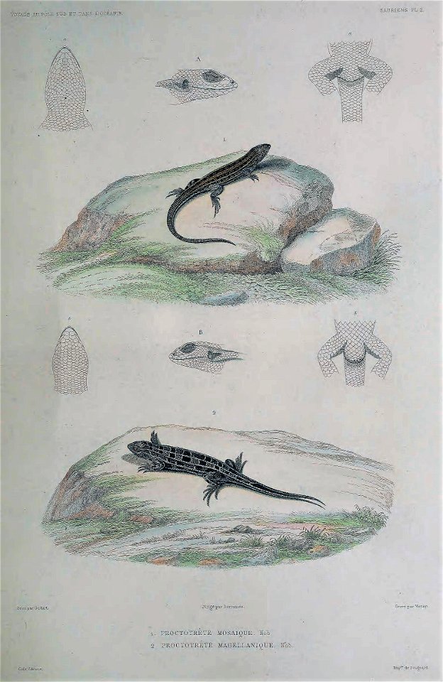 Liolaemus lemniscatus & Liolaemus magellanicus