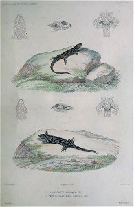 Liolaemus lemniscatus & Liolaemus magellanicus