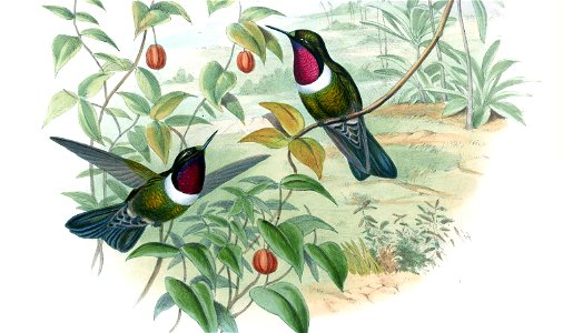 Heliangelus spencei (now Heliangelus amethysticollis spencei) in John Gould's Hummingbirds ISBN 978-1555216610