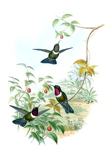 Heliangelus spencei (now Heliangelus amethysticollis spencei) in John Gould's Hummingbirds ISBN 978-1555216610