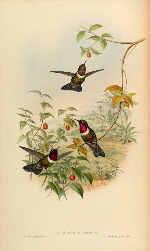 Heliangelus spencei = Heliangelus amethysticollis spencei