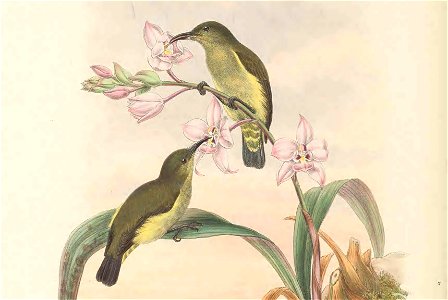 Melilestes iliolophus (=Oedistoma iliolophus) in The birds of New Guinea and the adjacent Papuan islands, including many new species recently discovered in Australia. v.3 (Plate 57).