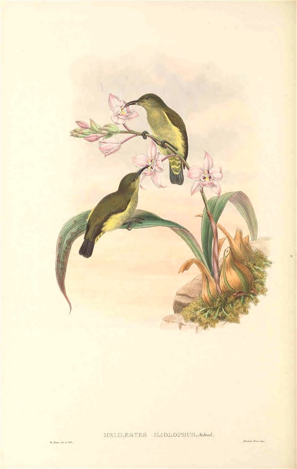 Melilestes iliolophus (=Oedistoma iliolophus) in The birds of New Guinea and the adjacent Papuan islands, including many new species recently discovered in Australia. v.3 (Plate 57).