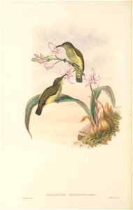 Melilestes iliolophus (=Oedistoma iliolophus) in The birds of New Guinea and the adjacent Papuan islands, including many new species recently discovered in Australia. v.3 (Plate 57).