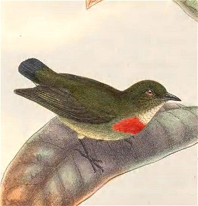 Dicaeum pectorale in The birds of New Guinea and the adjacent Papuan islands, including many new species recently discovered in Australia. v.4. (Plate 2)
