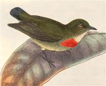 Dicaeum pectorale in The birds of New Guinea and the adjacent Papuan islands, including many new species recently discovered in Australia. v.4. (Plate 2)