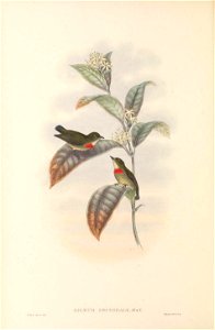 Dicaeum pectorale in The birds of New Guinea and the adjacent Papuan islands, including many new species recently discovered in Australia. v.4. (Plate 2)