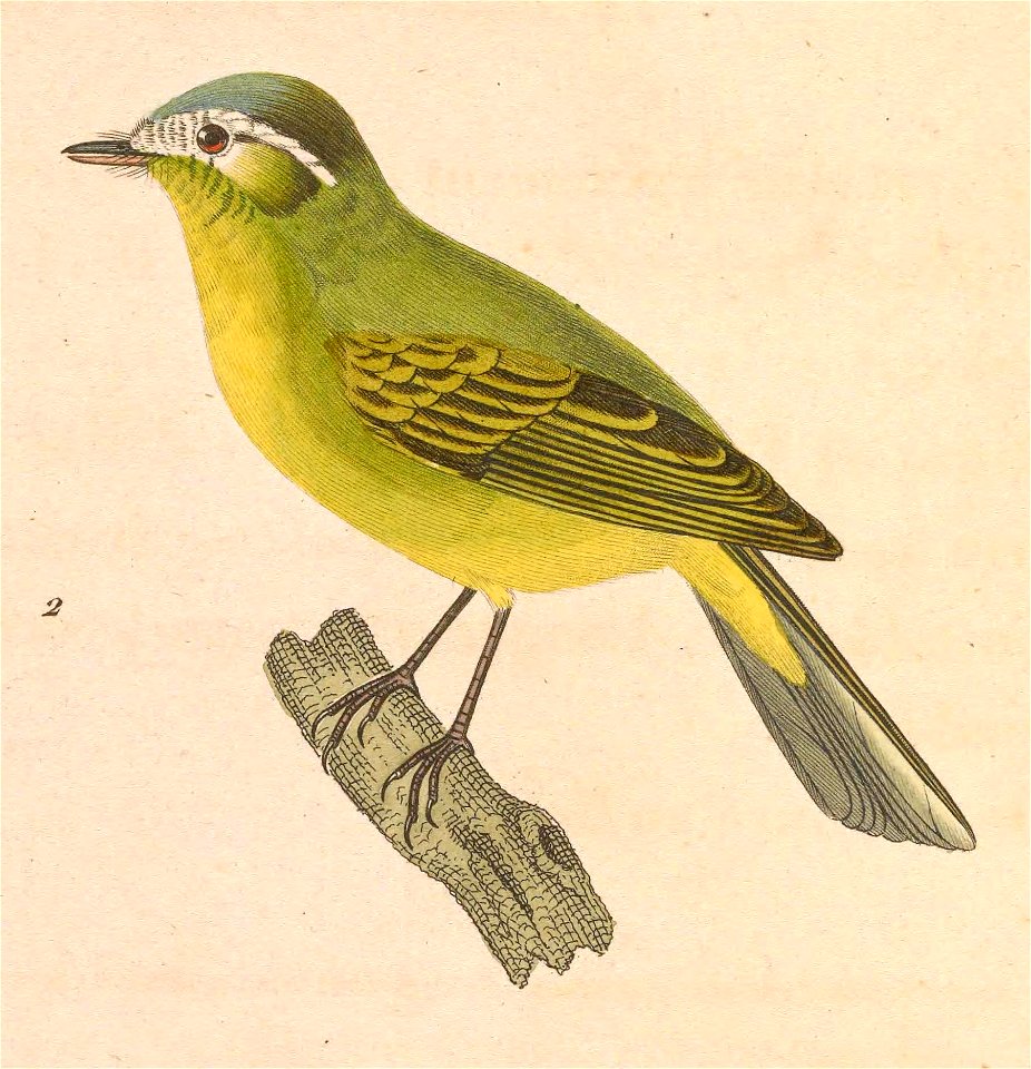 English:  « Muscicapa eximia » = Phylloscartes eximius (Southern Bristle Tyrant) - maleFrançais :  « Muscicapa eximia » = Phylloscartes eximius (Tyranneau 