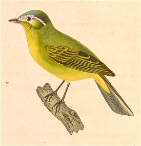 English:  « Muscicapa eximia » = Phylloscartes eximius (Southern Bristle Tyrant) - maleFrançais :  « Muscicapa eximia » = Phylloscartes eximius (Tyranneau 