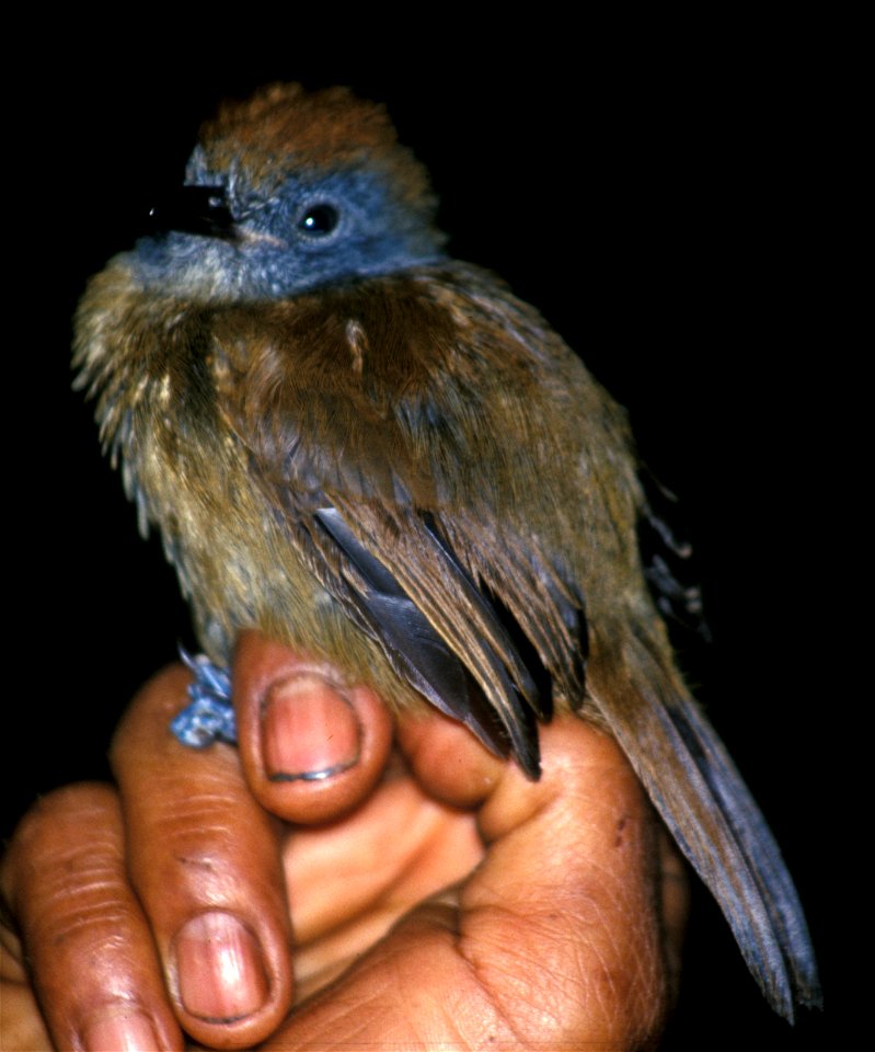 Uniform Antshrike (Thamnophilus unicolor), female in Ecuador