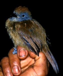 Uniform Antshrike (Thamnophilus unicolor), female in Ecuador