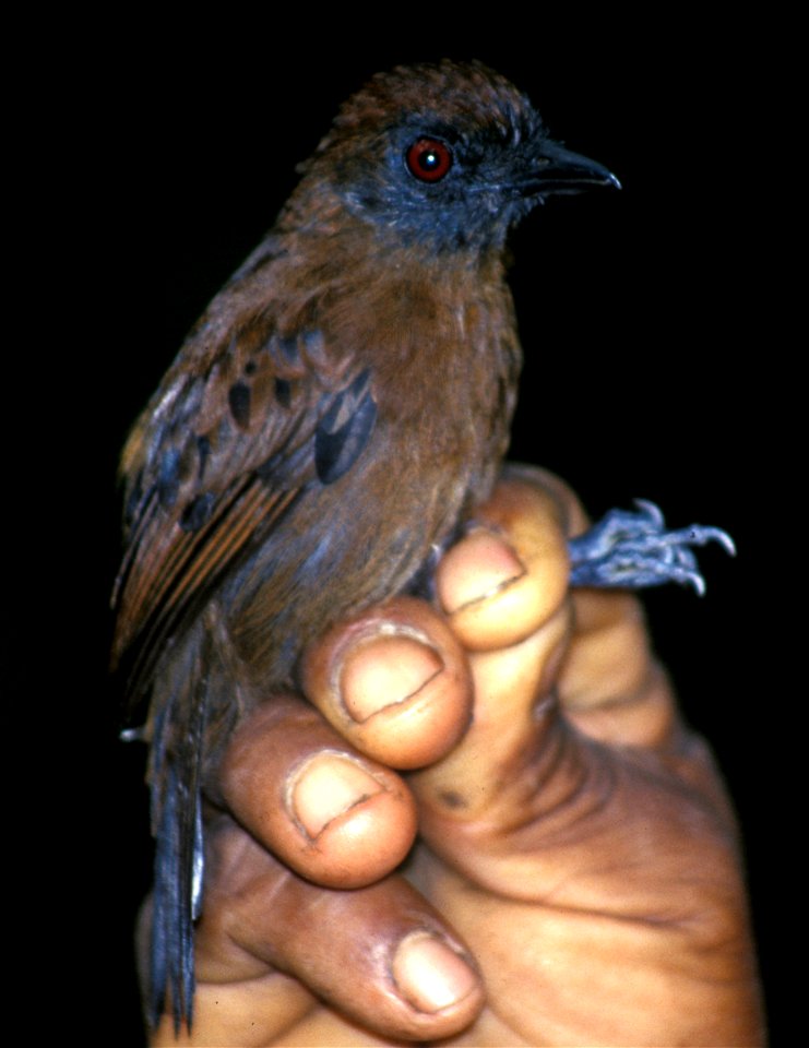 Uniform Antshrike (Thamnophilus unicolor), female in Ecuador