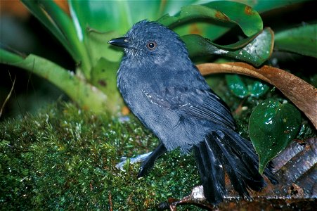 Uniform Antshrike (Thamnophilus unicolor) in Ecuador