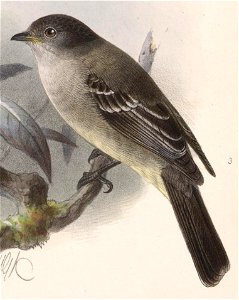 English:  « Elainea arenarum » = Sublegatus arenarum (Northern Scrub Flycatcher)Français :  « Elainea arenarum » = Sublegatus arenarum (Tyranneau des palét