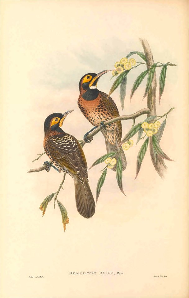 Melidectes emilii (=Melidectes torquatus emilii) in The birds of New Guinea and the adjacent Papuan islands, including many new species recently discovered in Australia. v.3 (Plate 37).