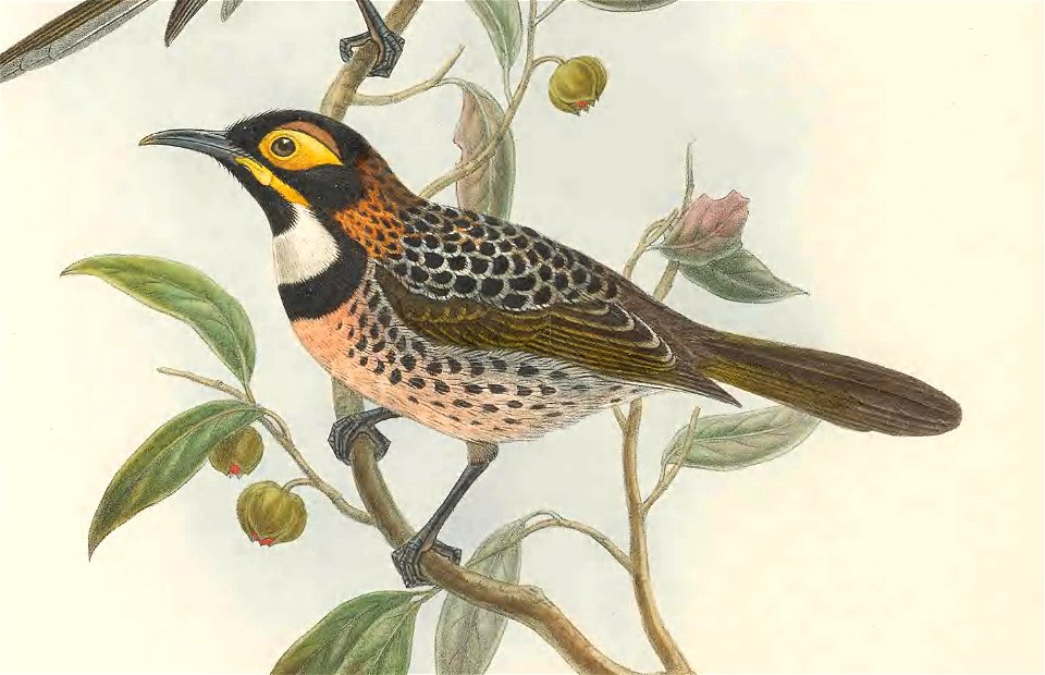 Melidectes torquatus in The birds of New Guinea and the adjacent Papuan islands, including many new species recently discovered in Australia. v.3 (Plate 36).