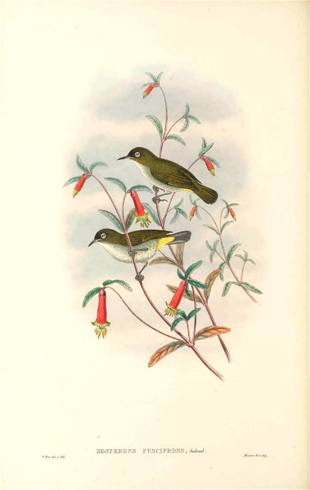 Zosterops fuscifrons in The birds of New Guinea and the adjacent Papuan islands, including many new species recently discovered in Australia. v.3 (Plate 60).