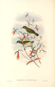 Zosterops fuscifrons in The birds of New Guinea and the adjacent Papuan islands, including many new species recently discovered in Australia. v.3 (Plate 60).