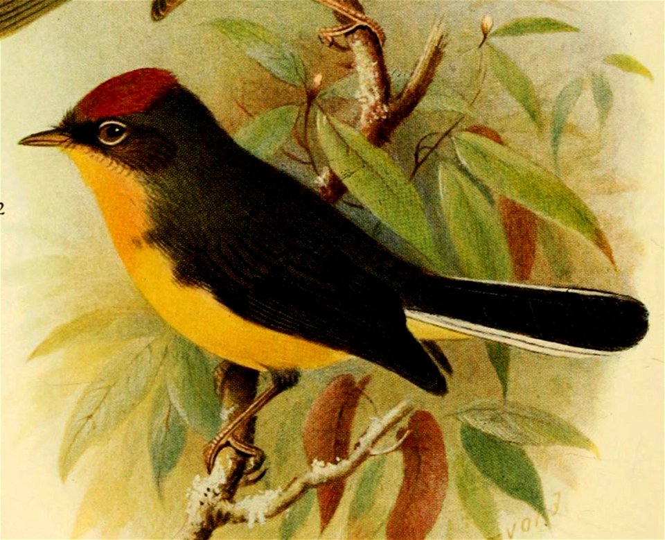Birds of British Guiana. 
Vol. II. PI VI. 
\ 
1 Basileuterus roraimce. 
Roraima Warbler. 
2 Myioborus castaneicapillus. 

Schomhnrgk's Redstart.