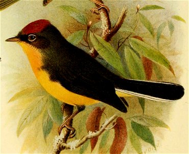 Birds of British Guiana. 
Vol. II. PI VI. 
\ 
1 Basileuterus roraimce. 
Roraima Warbler. 
2 Myioborus castaneicapillus. 

Schomhnrgk's Redstart.