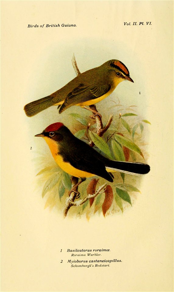Birds of British Guiana. 
Vol. II. PI VI. 
\ 
1 Basileuterus roraimce. 
Roraima Warbler. 
2 Myioborus castaneicapillus. 

Schomhnrgk's Redstart.
