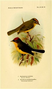Birds of British Guiana. 
Vol. II. PI VI. 
\ 
1 Basileuterus roraimce. 
Roraima Warbler. 
2 Myioborus castaneicapillus. 

Schomhnrgk's Redstart.