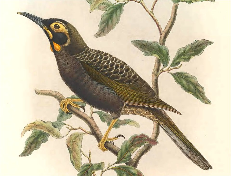 Melirrhophetes ochromelas (=Melidectes ochromelas) in The birds of New Guinea and the adjacent Papuan islands, including many new species recently discovered in Australia. v.3 (Plate 34).